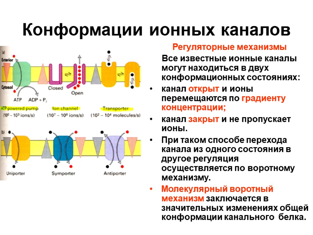 Конформации ионных каналов Регуляторные механизмы Все известные ионные каналы могут находиться в двух конформационных